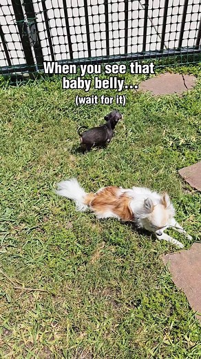The Chi Society | Breaking news: local Chihuahua exposes belly, internet loses it. #fblifestyle #thechisociety #chihuahua #chihuahualife | Instagram