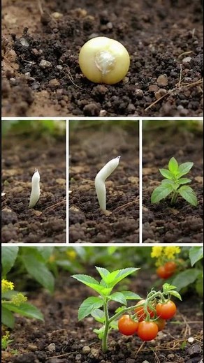 Seed to Harvest Timelapse | Grow Journey