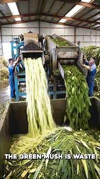Sisal Fiber Processing Factory | Harvesting to Final Fiber Production