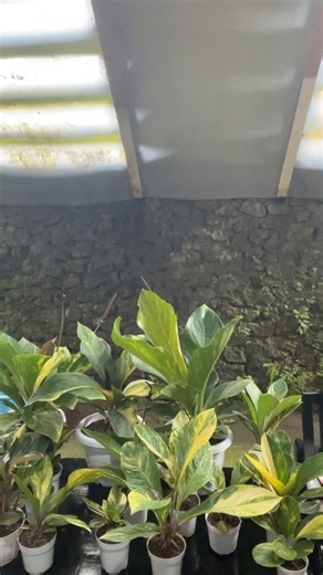 Live selling in Indonesia✨ CARDBOARDS EDITION 💚 PH Hub: Toril, Davao City Arrival in PH Hub: February 14, 2026 ‼️Please only do transactions with Cumi’s Garden with a BLUE BADGE. Thank you‼️ 🌱Mode of payment🌱 GCASH AND PALAWAN Name: Glory Ann Morandante Contact number: 09667716340 | Cumi’s Garden