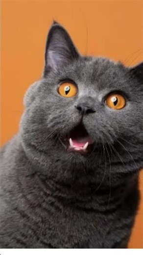 letter writing 💀😡#cat #trending #funny #short #letter #cat #comedy