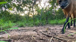 Maned wolf passes by and looks at low angle camera showing its big long legs in Cerrado Savannah