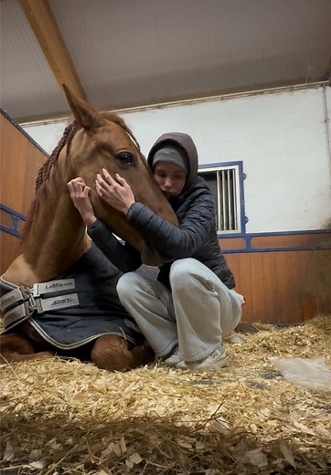 Spanish Pre Stallion Calms Down and Falls Asleep