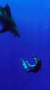 139K views · 463 reactions | Friendly shark麗 . . . #shark #sharks #ocean #sharkweek #underwater #sharkdiving #savesharks #greatwhiteshark #fish #sharkconservation #sharklover #sharkattack | Shark King | Facebook