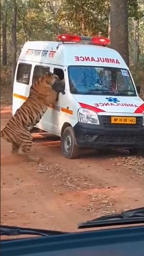 जंगल में एम्बुलेंस पर टाइगर का अचानक हमला! मोबाइल में कैद खौफनाक पल 🤯🐅#shortvideo #newgadgets