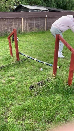 Today we do our first agility course. The bunny hop gets my humans going mad 😂🐶 #dogsoftiktok #dogsoftiktokviral #dogs #patterdales #tiktok #fyp #fy #fypage #dogtraining #dogslove #tiktokdogs #fyr