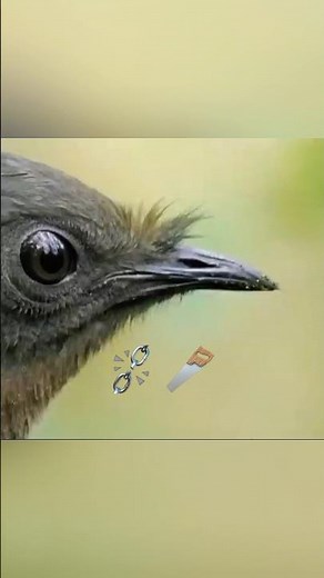 The Bird That Mimics Chainsaws