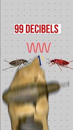 Water Boatman: The Tiny Bug That Rows Underwater