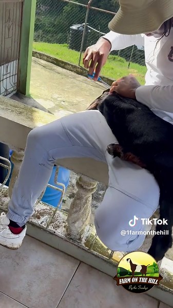 And like this she remain calm right through the disbudding process… #calm #easy #goatkid #adorable #farmtok #farmonthehill #goatfarming #goatfarmer #caribbean #jamaicantiktok🇯🇲viral #jamaicanfarmer #contentcreator #jamaicancontentcreator #work #livestock #agriculture #agri #lovefarming #animalcare #process