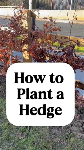 How to plant a bare root hedge. We’re using 3 plants per metre for this hedge, pulling a trench, marking along that trench at 13 inch intervals, laying the plants and backfilling around the roots to the collar of the plant!!! And of course, walk them in really well. 🪏🌱 #HedgeMaintenance #nationwidelivery #trionstoptips #irishgrownplants #planting #irishgrowntrees | Cullen Nurseries