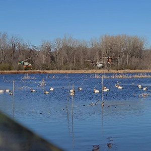 339K views · 5K reactions | Not a lot of wind today. Weather ap says 5mph. Using 8 today, four more on my right side. | Deadly Decoys, Inc. | Facebook