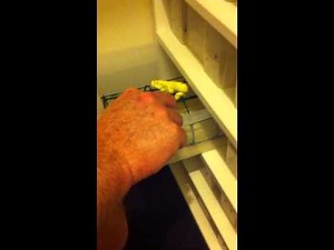 Feeding Baby Green Tree Pythons