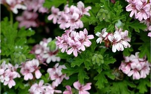 Pelargonium graveolens - Alchetron, The Free Social Encyclopedia