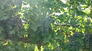 Escape to El Paso! A vibrant destination with hiking, culture, and gourmet dining to ignite your wanderlust. | Visit El Paso