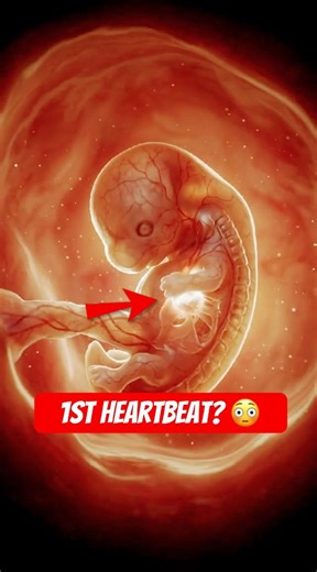 First Heartbeat? 😳 #medicalanimation #baby #positivebirth #humanbody