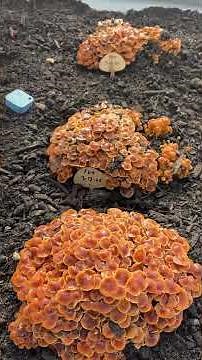 Enoki Plant & Grow mushroom starter blocks in the MycoSphere garden bed here in Maine