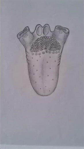 structure of tongue#tongue