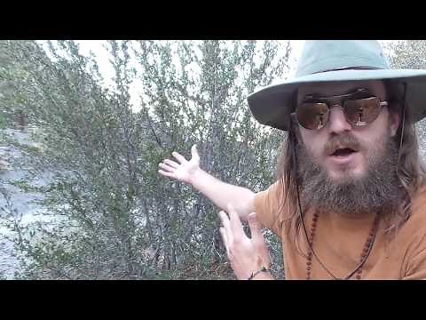 How to identify Curl Leaf Mountain Mahogany - Cercocarpus ledifolius