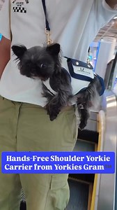 34K views · 428 reactions | Few Blue Carriers only left in stock! Hurry, Get Yours now here https://yorkies-gram.com/product/hands-free-shoulder-yorkie-carrier/ | Yorkies Gram | Facebook