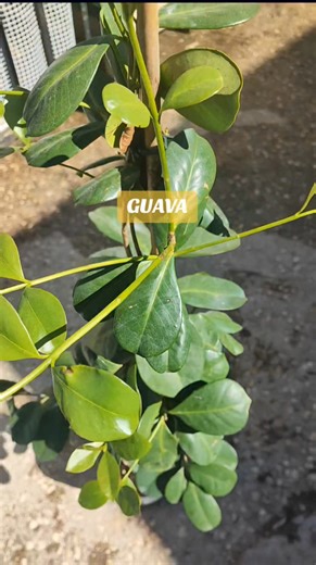 37K views · 221 reactions | #GUAVA  #CATTLEY_LIMONE τελευταίο φυτό για αγορά στο σάιτ μας  | Agromarket Hellas Kolovos | Facebook