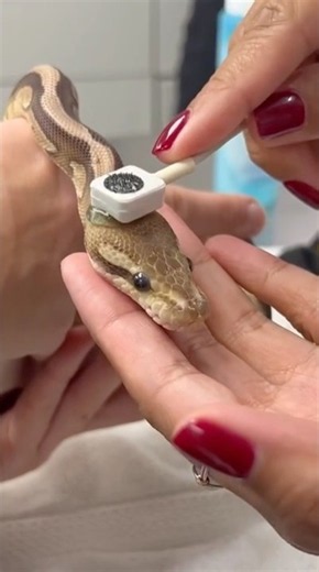Why Snakes Have Their Heartbeat In Their Head #goodtoknow #vet #medicine #educational #survival