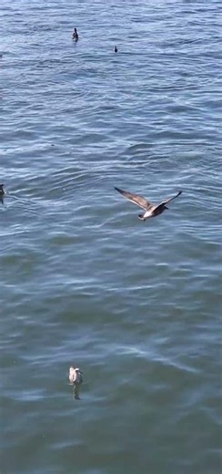 Sea Lions and Gulls at Santa Cruz, CA