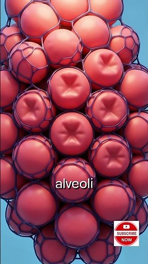 What Happens To Your Lungs When You Hold Your Breath Underwater (3D Animation)