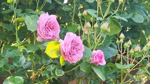 🤩🦋🌹Amazing Rose Garden Tour in May #plants #garden #Rose | Garden & Crafts