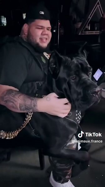 Cane Corso #canecorso #chien #animaux