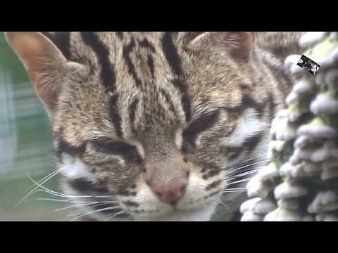 Chat léopard du Bengale - Le Domaine des Fauves - Les Abrets (Isère) France