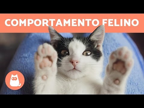 COMPORTAMENTO DOS GATOS: 5 fatos para entendê-los