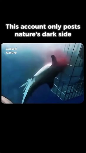 The Terrifying Truth About Great White Shark Breaches