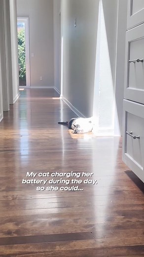 8.4K views · 51 reactions | Our new hallway is her nighttime zoomies runway ‍♀️ #catlife #catlove #petcat #catsoftheworld #cats #petcat #cat #catlover #kittens #cat #catsofinstagram #cutecat #meow #kitty #catstagram #catworld | Patches Lima | Facebook