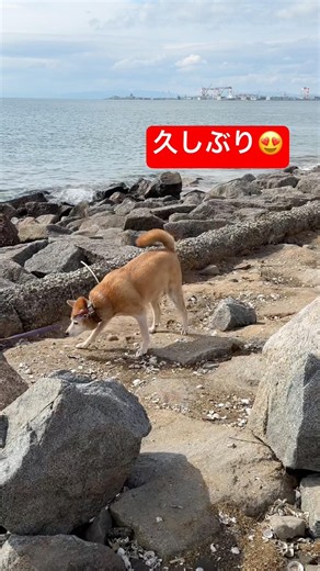 海さんぽ🐾🎵台風一過のまったりウォーキング🚶‍♀️ #海さんぽ #ウォーキング #癒し #ワンちゃん