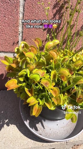 Keeping Your Venus Flytrap Happy and Healthy