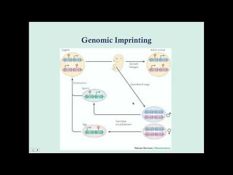 Imprinting and Uniparental Disomy - CRASH! Medical Review Series