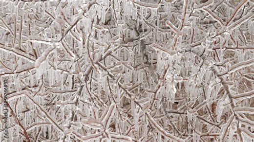 Tilting Shot of Icy Tree Branches During Severe Winter Storm during Ice Storm in Harrisville, Michigan