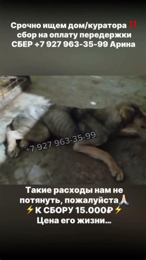 ОТЛОВ УФЫ💔 пес находитсяна грани жизни и смерти ,СРОЧНО нужно спасать. Он истощен, не ходит…😭😭😭