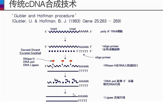 Takara 巧妙的SMARTer cDNA合成技术