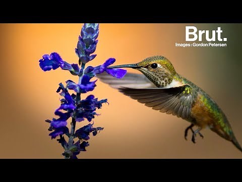 Comment les colibris volent ?