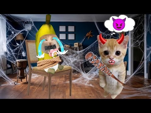 Banana cat crying not happy compilation 549 #babybananacat #happycat #catmemes #bananacat
