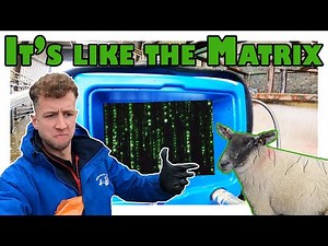 LEARNING TO SCAN SHEEP... The hard truth!
