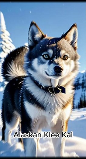 Alaskan Klee Kai
