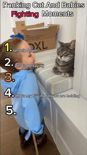 Ranking Best Babies And Cat Fighting Moments