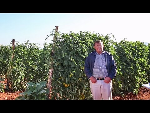 Growing Tomatoes with Drip in South Africa: Netafim Customer Testimonial