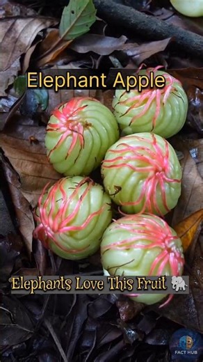 Elephant Apple: The Wild Fruit Loved by Elephants 🐘 #facts #rbfacthub