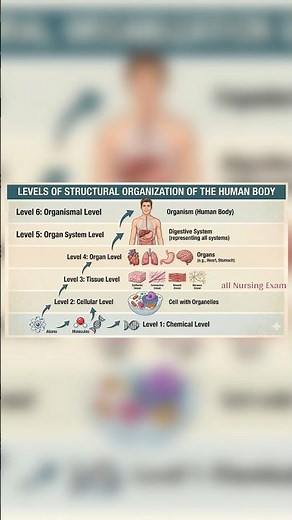 levels of structural organisation of human body 👁️