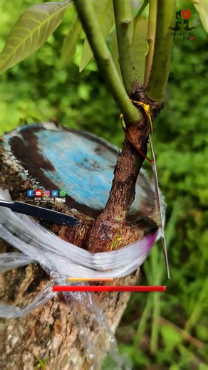 Renjith TK on Instagram: "BarkGrafting (Malayalam) ചെയ്യുമ്പോൾ ഈ കാര്യം ശ്രദ്ധിക്കാതെ പോകരുത് TropicaL Info Bark grafting is a horticultural technique for joining a new woody plant (scion) to an existing tree (rootstock) by inserting the scion under the bark of the rootstock. It's commonly used to change a tree's fruit variety or to propagate trees that don't produce true-to-type from seed, like pecans. The process involves making a vertical cut into the rootstock's bark, creating a pocket to in