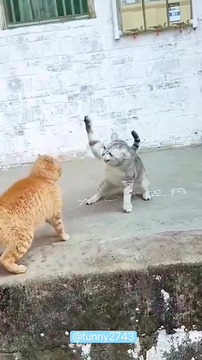 Dramatic Cats: Funny Moments Captured