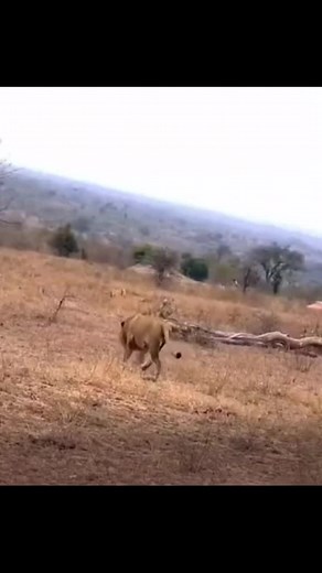 The unending war between Lion and Hyena!